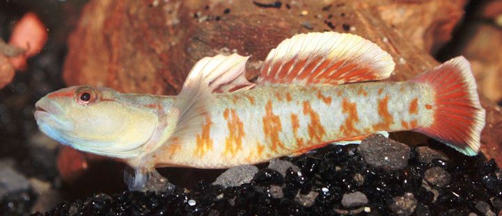 Typically-patterned adult male individual.