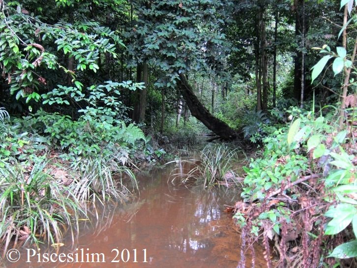 Habitat of B. xanthomelas in Johor state.