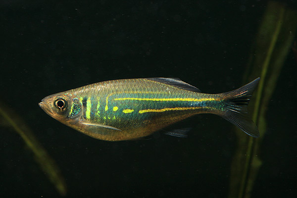 Specimen from Kerala, southwestern India.
