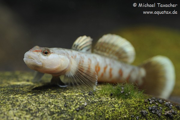 This young adult male has a lesser amount of red pigmentation...