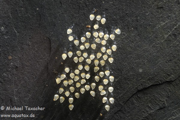 Freshly-deposited eggs.