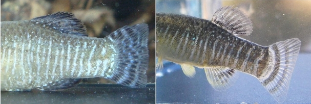 Flank patterning of male A. baeticus (right) vs. A. iberus