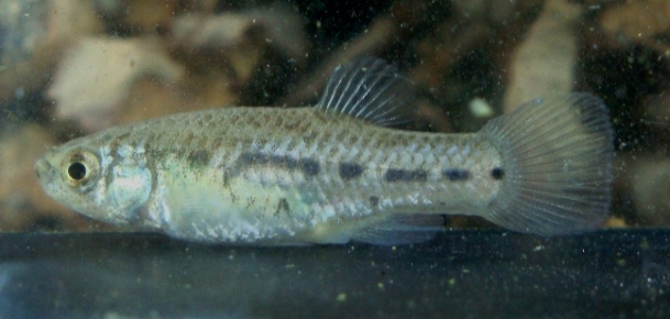 Adult female of A. baeticus from the Río de la Vega