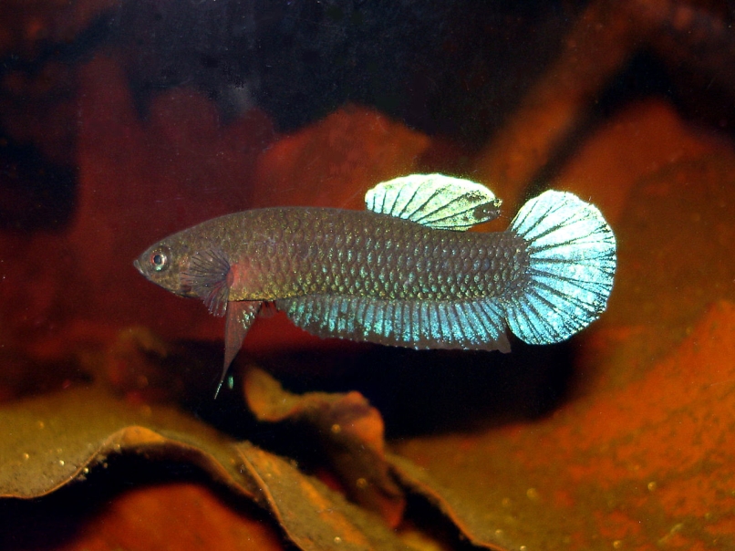 Wild male from Ayer Hitam.