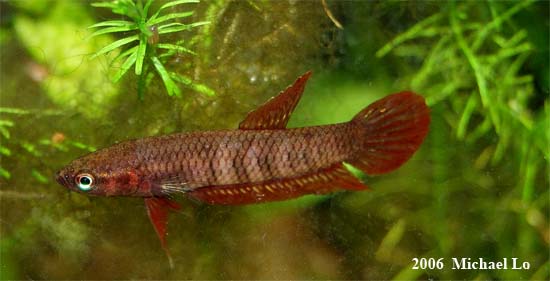 Adult male from Pahang in the aquarium.