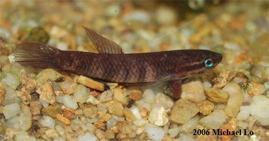 Adult male displaying stress/cryptic colour pattern; Pahang population.