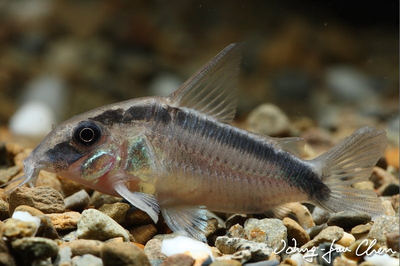 Adult specimen from the aquarium trade.