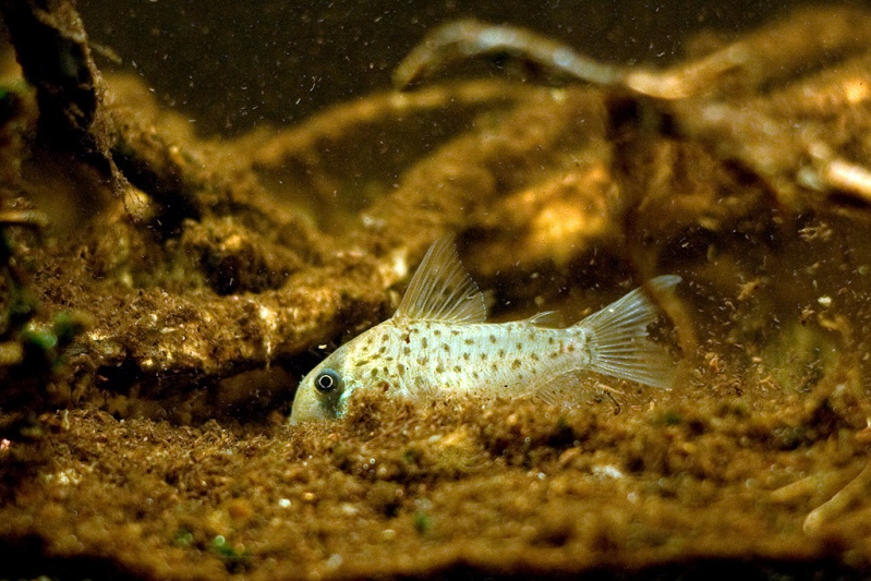 Individual foraging in a biotope-style aquarium.