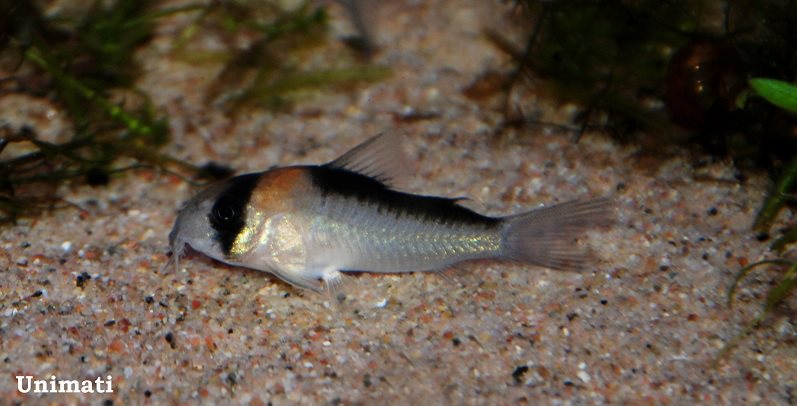 Subadult from the Danish aquarium trade.