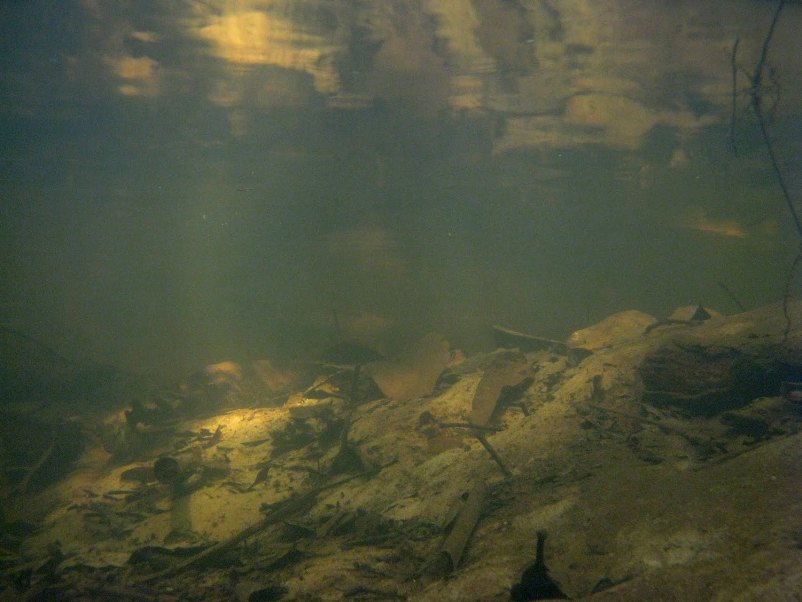 Habitat in the vicinity of São Gabriel da Cachoeira, Amazonas, Brazil.