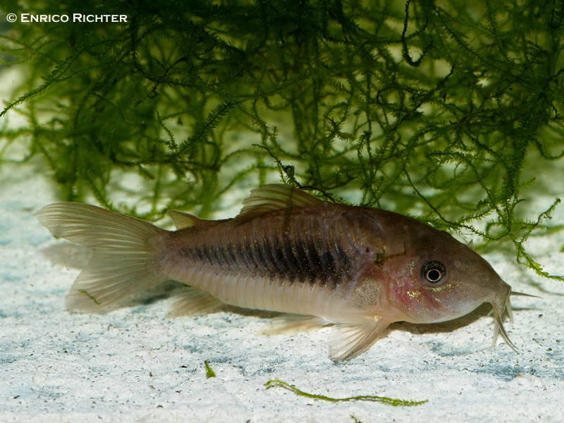 The origins of commercially-produced 'C. aeneus' remain unclear.