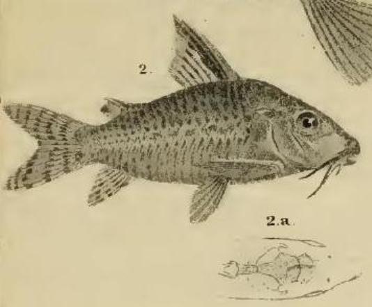 Drawing from the original description by Steindachner.