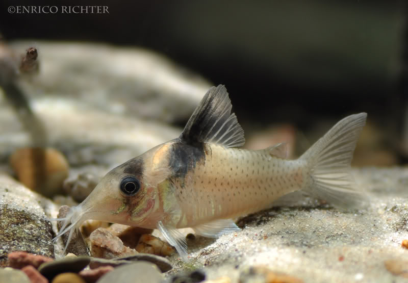 Specimen from the aquarium trade.