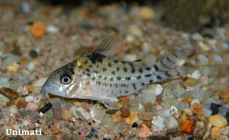 Specimen from the aquarium trade...
