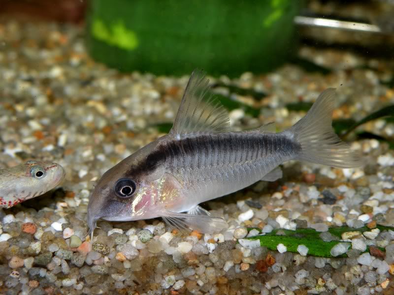 This species is a recommended addition to well-maintained community aquaria.