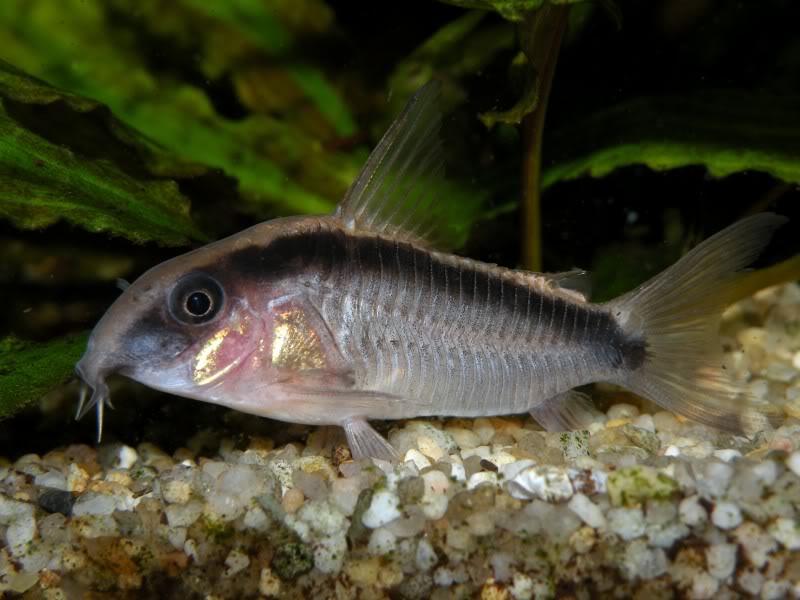 In C. arcuatus the black, arched stripe on the body always passes through the eye and onto the snout.