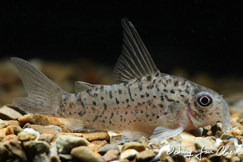 Subadult.