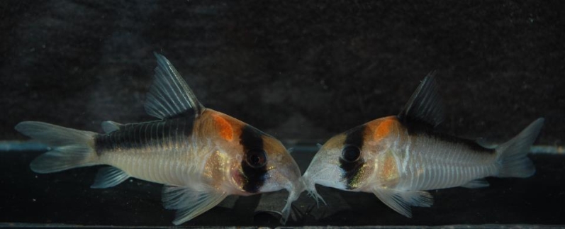 Typical colour pattern of Corydoras duplicareus (left) vs. C. adolfoi (right), although the differences are not always as pronounced.