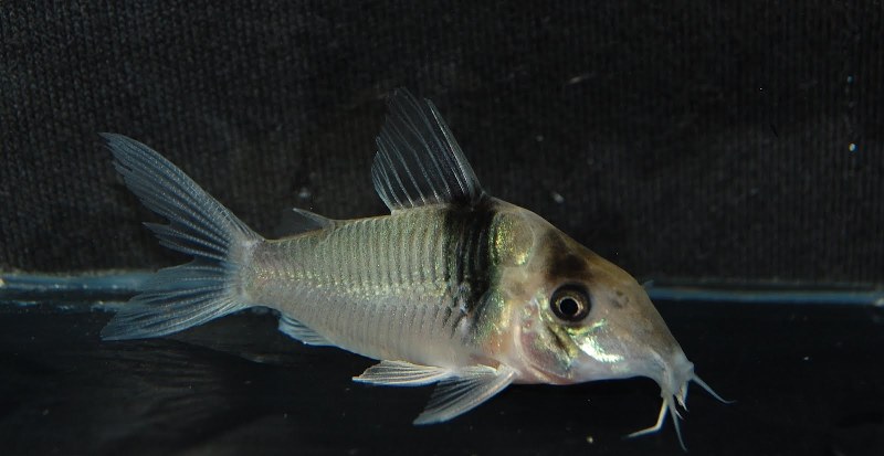 Wild specimen from the UK aquarium trade.