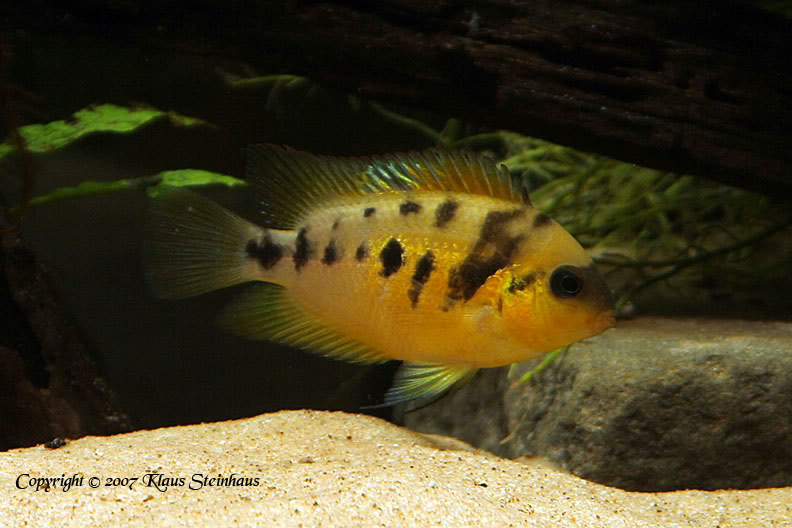 Adult female displaying courtship colour pattern.