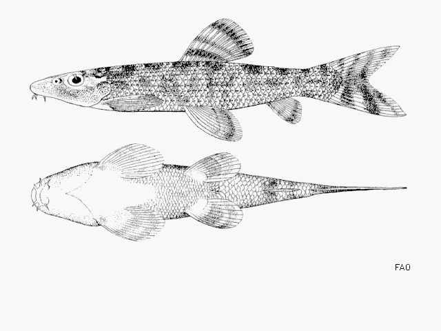 Drawing of Homaloptera maxinae taken from Fowler, H. W. 1937. Zoological results of the third De Schauensee Siamese Expedition. Part VIII -- Fishes obtained in 1936.