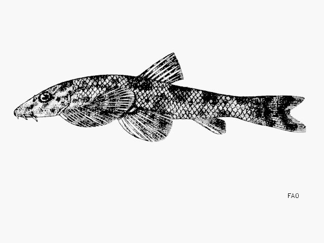 Drawing of H. smithi taken from Smith, H. M. 1945. The fresh-water fishes of Siam, or Thailand.
