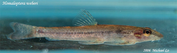 Specimen from the Batang Sadong catchment in Sarawak, Borneo, Malaysia. Appears to be displaying stress colour pattern.
