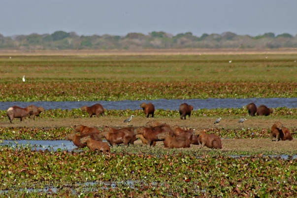 Capybara, Hydrochoerus hydrochaeris, in the llanos near Hato La Fé, Guárico state, Venezuela