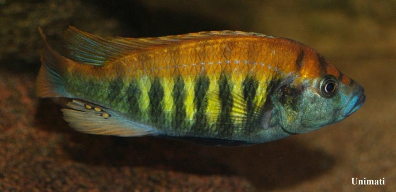 Adult male from Mwanza in the southern part of Lake Victoria.