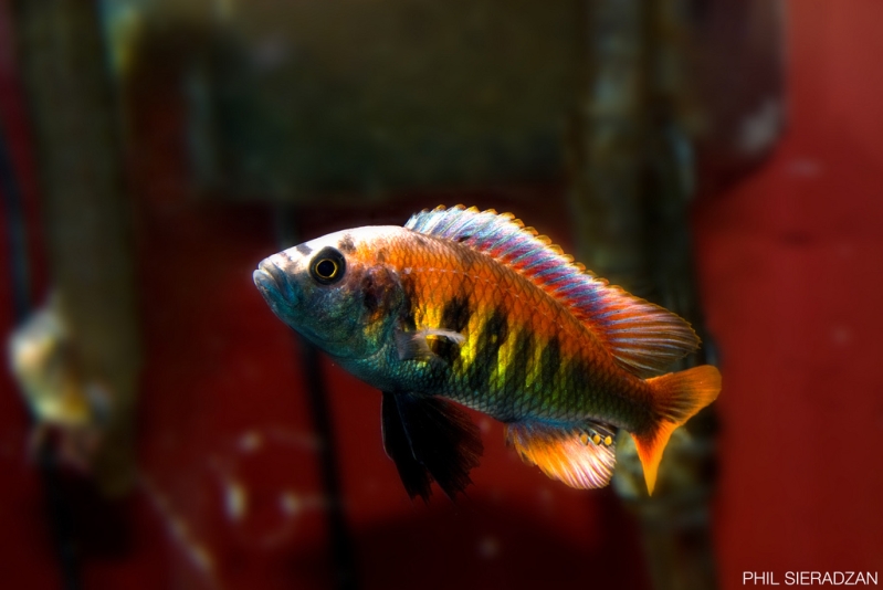 Adult male; population unknown.