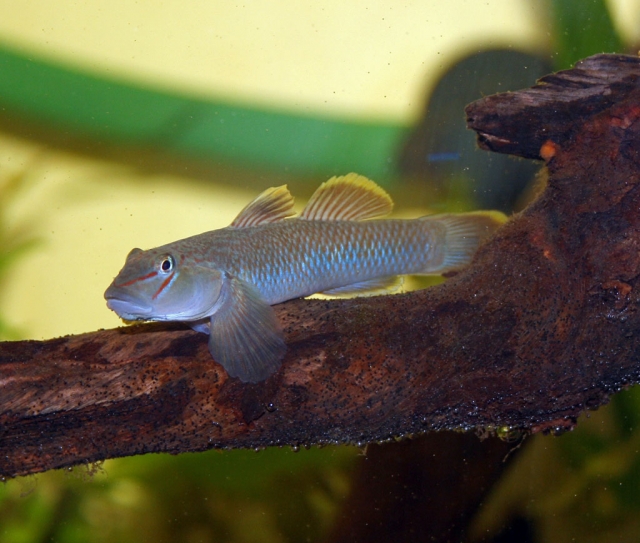 Adult female.