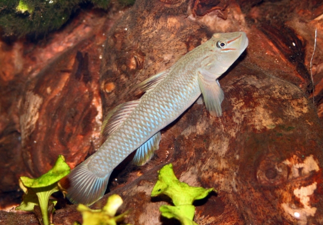 Adult male