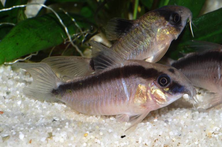 This individual appears to have a slightly deformed caudal-fin.