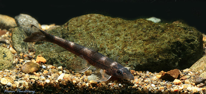 Specimen from southern Thailand.