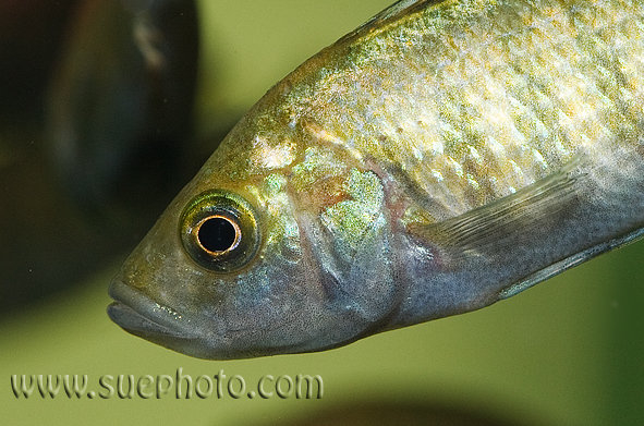Head detail of female.