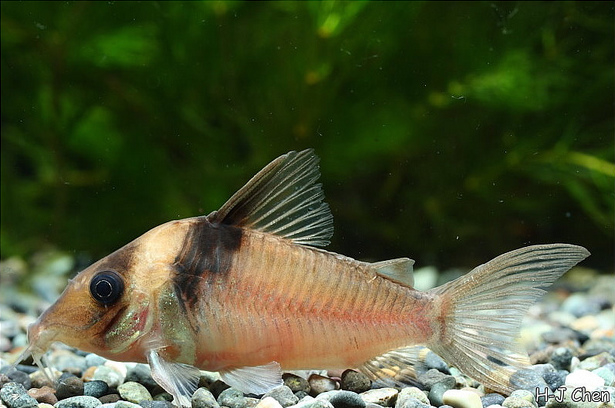 Specimen from the aquarium trade.