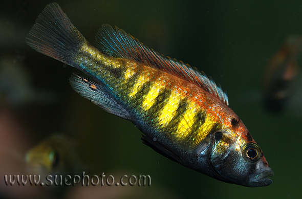 Young, dominant male; Ruti Island population.