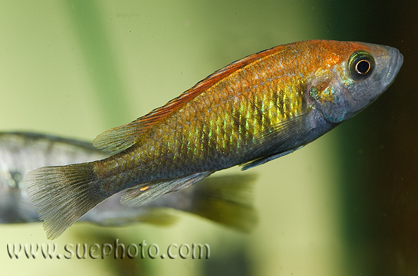 Subadult male; Ruti Island population.