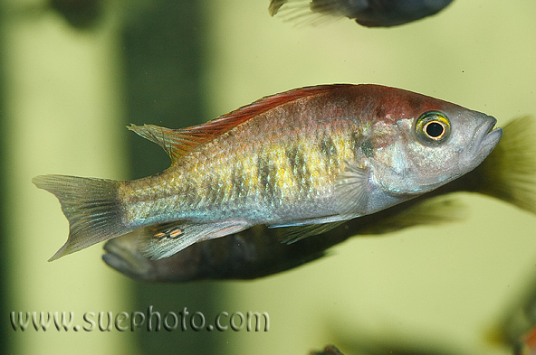 Young, subdominant male, Ruti Island population.