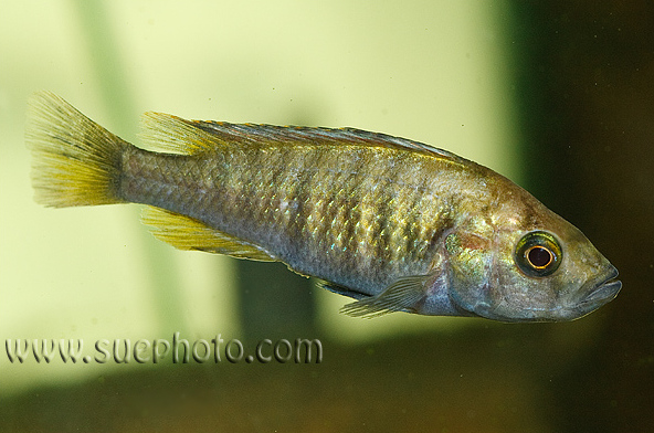 Females are less colourful than males.