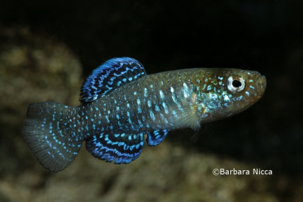 Some fishes, such as Aphanius mento, undergo significant seasonal variations in temperature but tend to be maintained at a constant value in aquaria