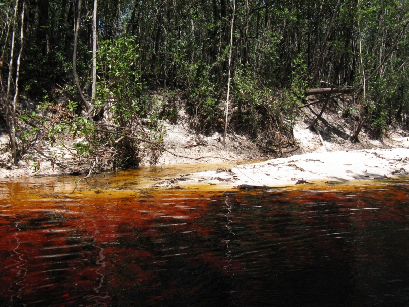 Typical habitat in the rio Negro. H. socolofi occurs throughout much of the drainage.