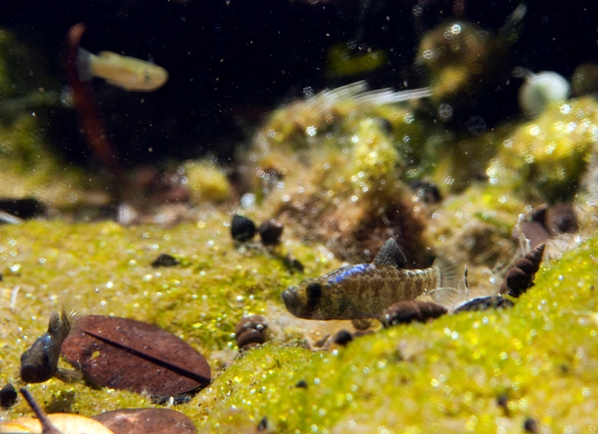 Males of C. sp. 'lepidophage' in their natural habitat