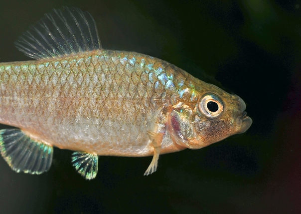C. sp. 'durophage' feeds on gastropods and ostracods