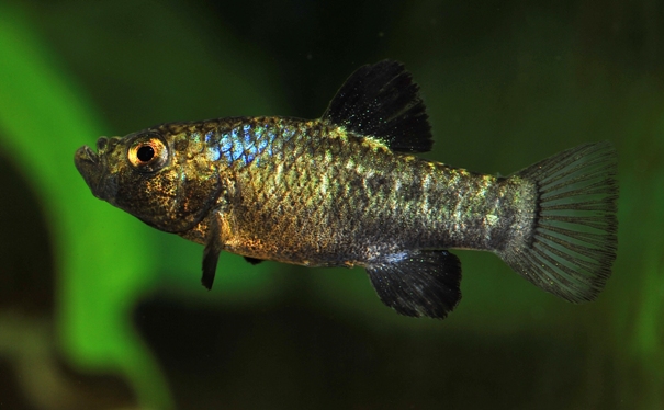 Male of C. sp. 'lepidophage' in the aquarium