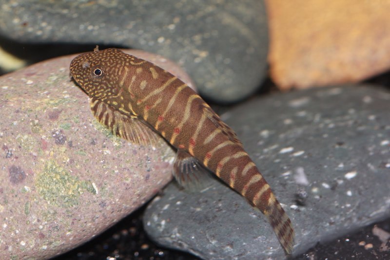 Adult specimen.