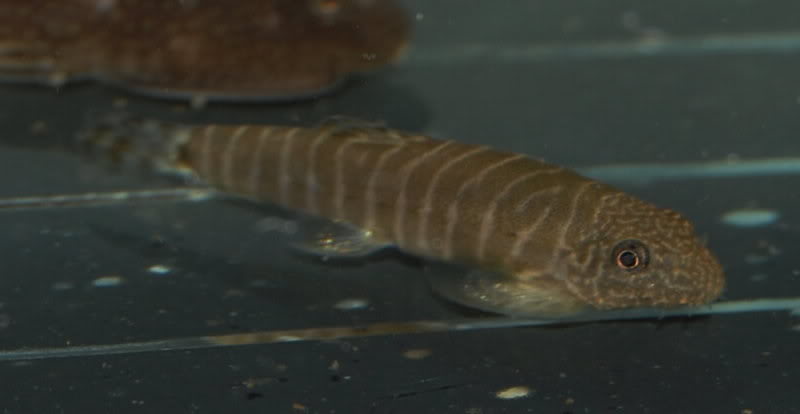 Subadult specimen not yet displaying the red flank markings.