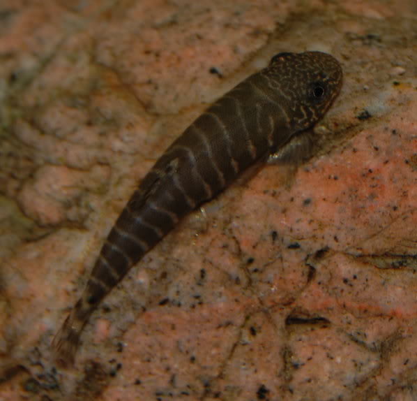 Dorsal view of subadult.