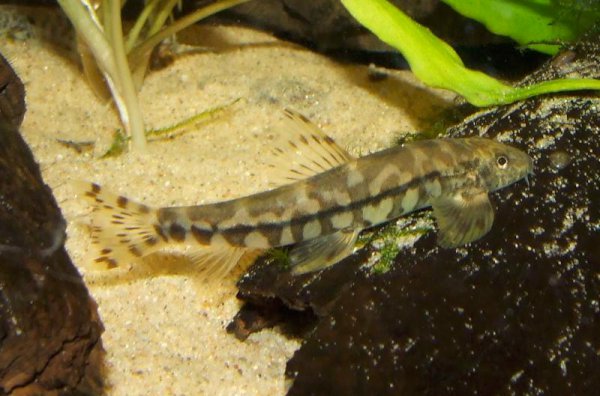 Subadult..