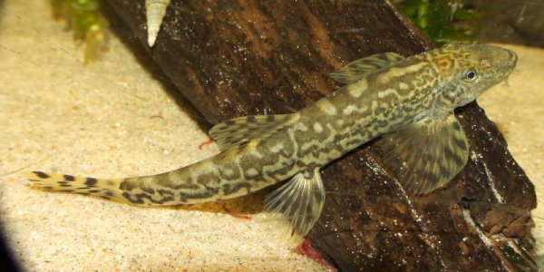 Adult individual.